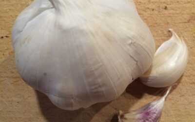 Was Knoblauch zum Multitalent für unser Wohlbefinden macht
