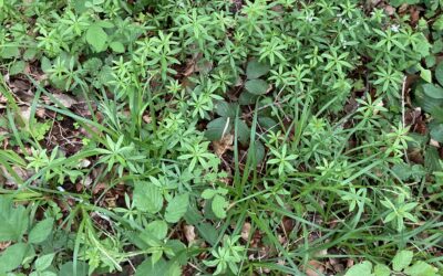Was Waldmeister für Dein Wohlbefinden tun kann